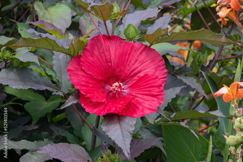 Crimsoneyed Rose Mallow (Hibiscus Moscheutos, Ballet Slippers, Vintage Wine, Southern Beller) With Red Petals