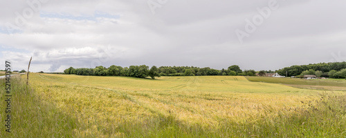 large crop field near Harreshojvej, Hovestaden, Denmark