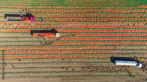Aerial image of trucks loaded with Fresh harvested ripe Red Tomatoes. High quality photo