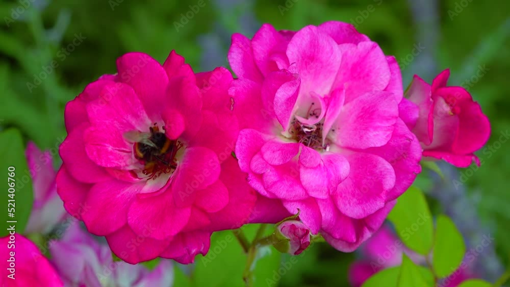 A small bumblebee collects nectar on a blooming rose A small bumblebee collects nectar on a blooming rose