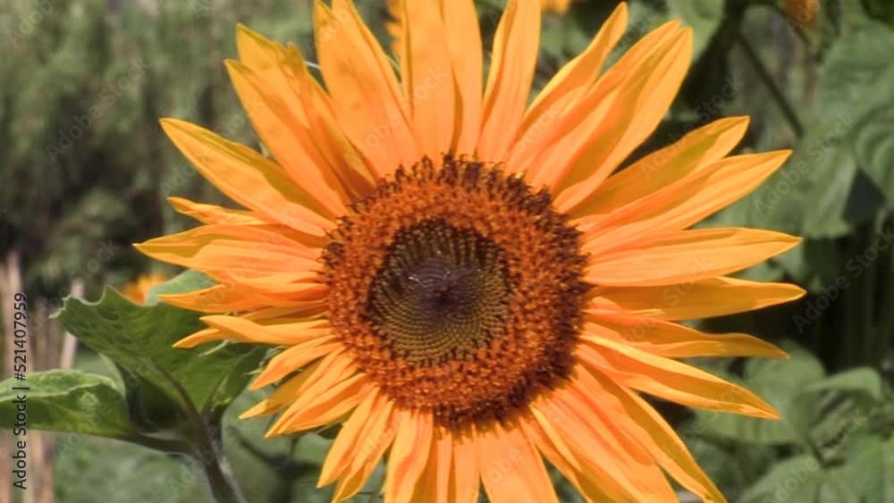 Yellow sunflower flower close-up, which moves with the wind, Very beautiful. Yellow sunflower flower close-up, which moves with the wind, Very beautiful.