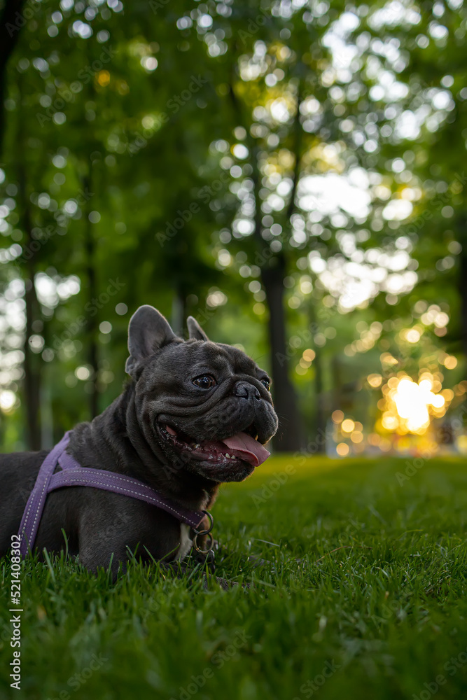 funny black french bulldog dog breed lay down in the park on the lawn with his tongue hanging out and big eyes