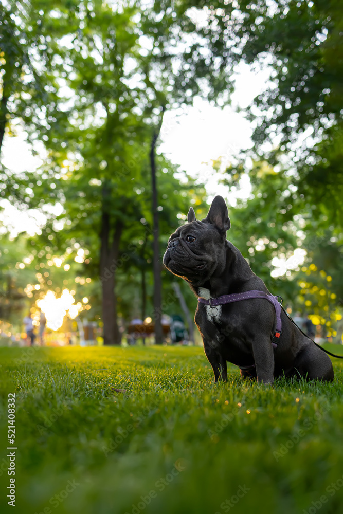 training a domestic french bulldog who stands in the park at sunset with his tongue hanging out training a domestic french bulldog who stands in the park at sunset with his tongue hanging out