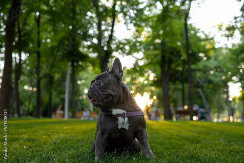 French bulldog training in the park at sunset dog obeyed the command to sit