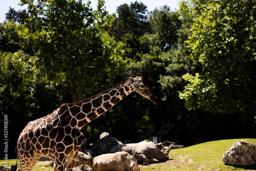 Giraffe eating in a zoo with a little calf