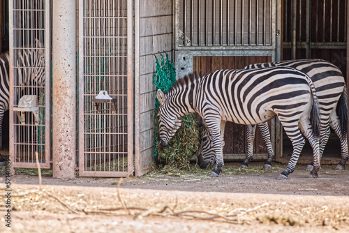 Die Zebras im Vivarium Darmstadt 