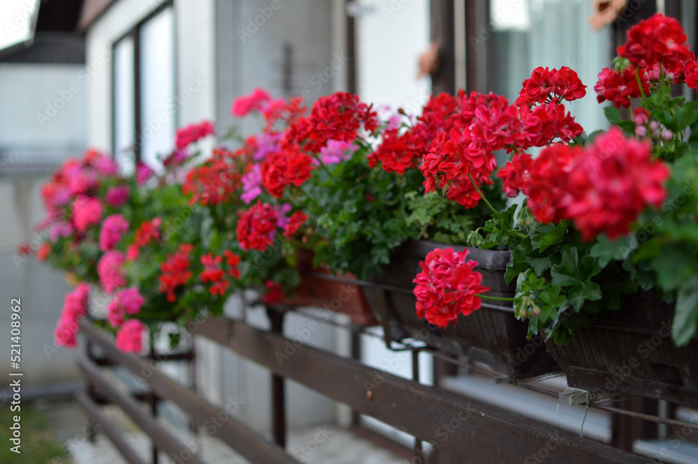 blooming geraniums on the balcony