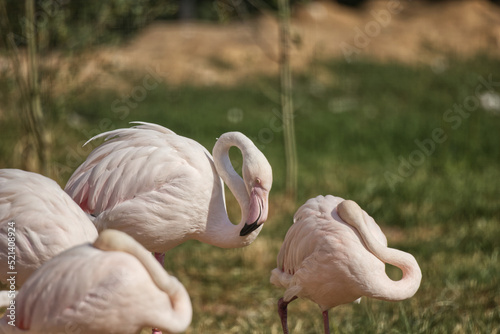 Картината върху платно Flamingos im Zoo Vivarium Darmstadt