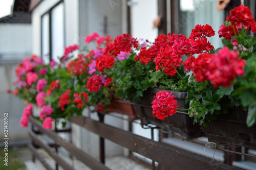 Wallpaper Mural blooming geraniums on the balcony Torontodigital.ca