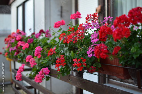 blooming geraniums on the balcony