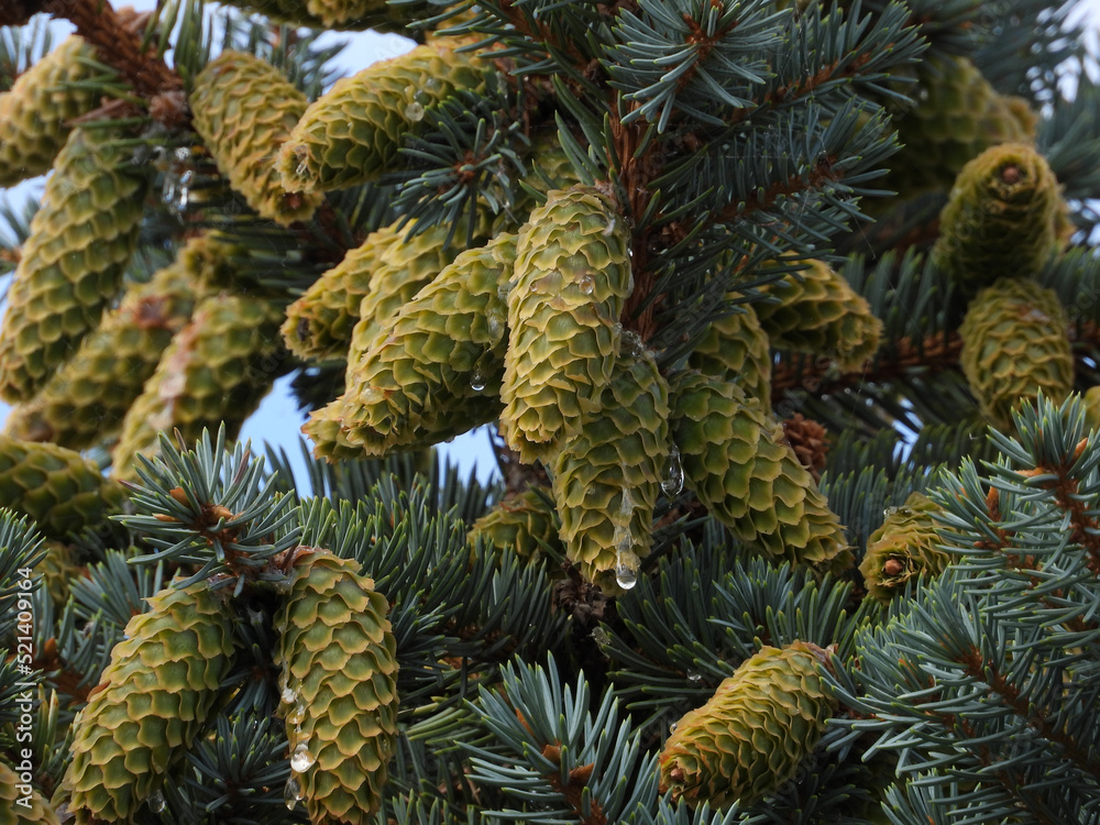 fir tree with young green cones