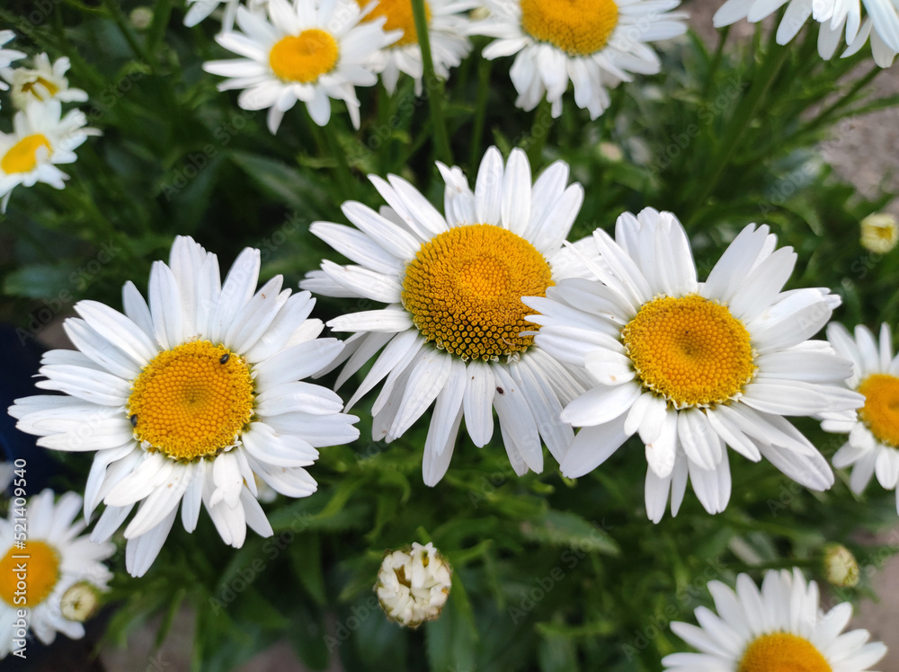 blooming white daisies in the garden close up blooming white daisies in the garden close up