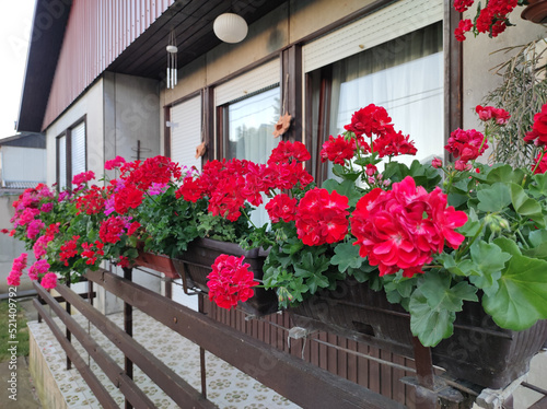 blooming geraniums on the balcony © Jana