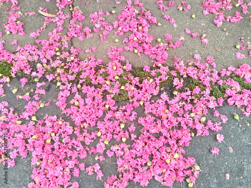 落ち花 fallen flowers
