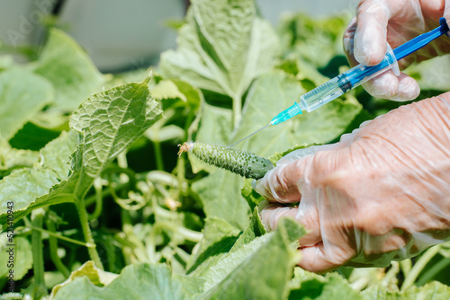 DNA experiment with vegetables, gmo vaccine for cucumbers. Close-up of gloved scientist's hand injecting growth vaccine into small cucumber in garden
