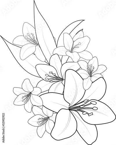 illustration of a lily coloring page