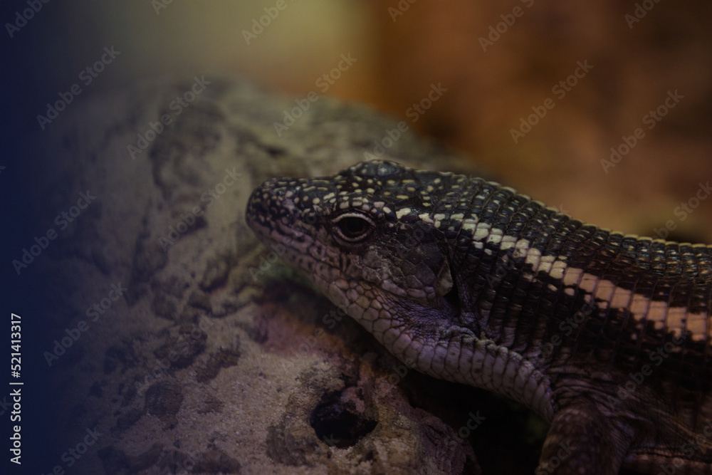 Fototapeta premium Eidechse Zoo Vivarium Darmstadt