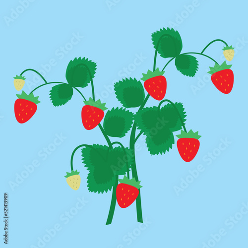 strawberry bush on a blue background
