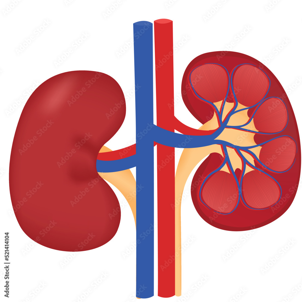 Anatomy of the kidney, without pointers. Vector illustration Stock ...