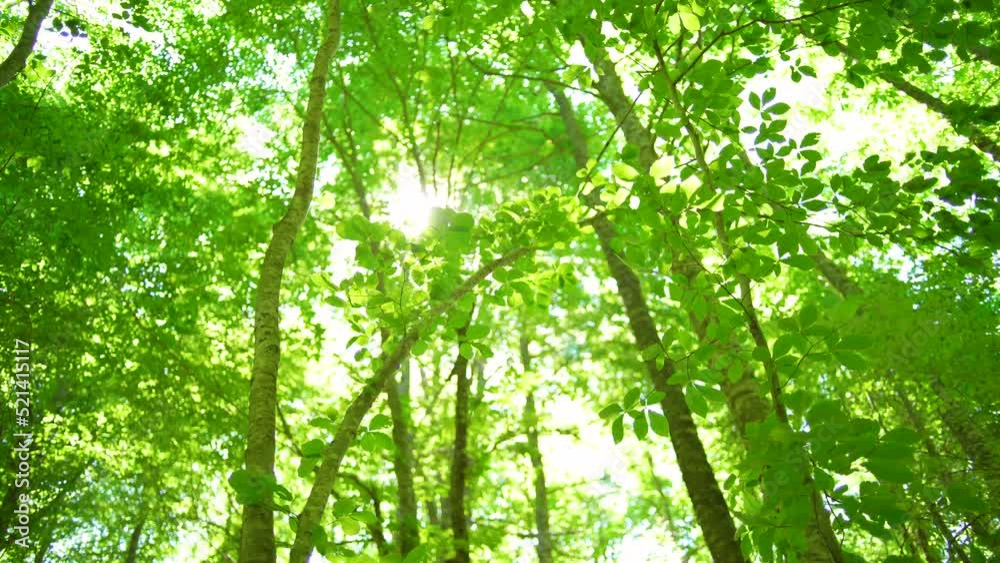 The sun shining through the leaves of the trees in the forest