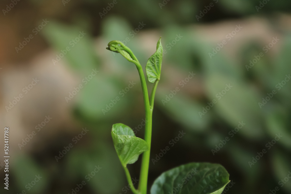 New born plant make a green, after rain, in a desert New born plant make a green, after rain, in a desert