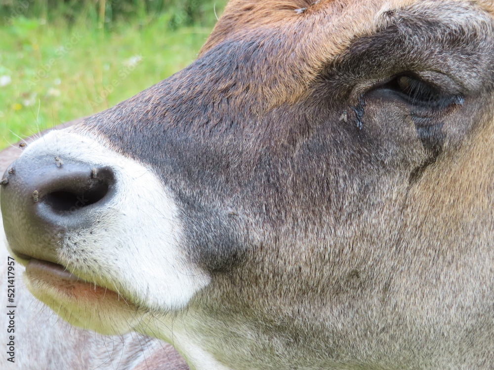 Fototapeta premium val di fassa