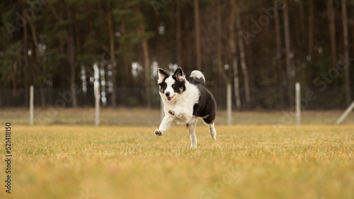 border collie running © zwierzokadr