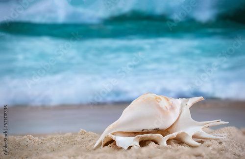 Big sea shell on the sand on the beach with blur big sea wave in background, close up