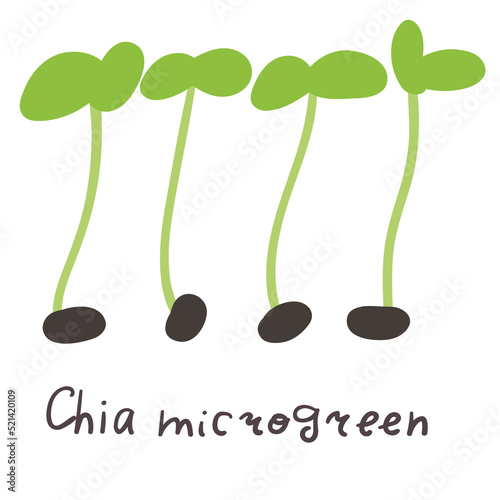 Chia microgreens. Flat hand drawn vector illustration.