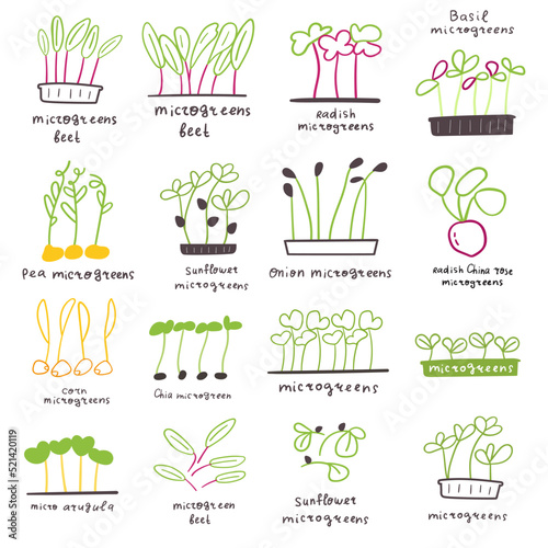 Collection of microgreens icons. Food and nature. Hand drawn illustrations on white background.