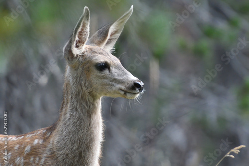 Fototapeta Naklejka Na Ścianę i Meble -  Deer in the forest somewhere in USA