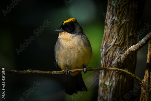 Black-goggled Tanager (Trichothraupis melanops) photo