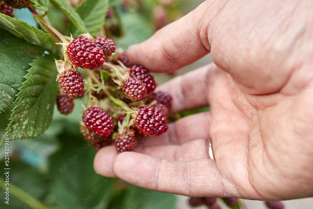Blackberries are ripening in the garden. Gardening. Cultivation of blackberries. Blackberries are ripening in the garden. Gardening. Cultivation of blackberries.
