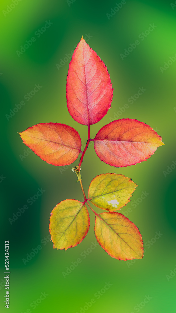 The Rose plant leaf image The Rose plant leaf image