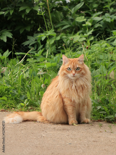 Ginger cute fluffy cat in the garden as love animals collection