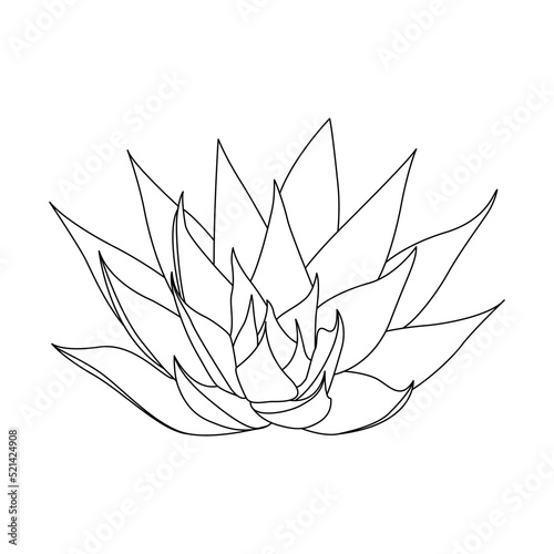 Vector hand drawn botanical Aloe Vera. Vector. Isolated background.