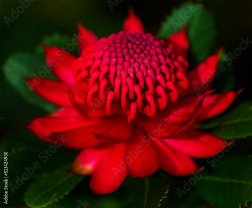 NSW Waratah