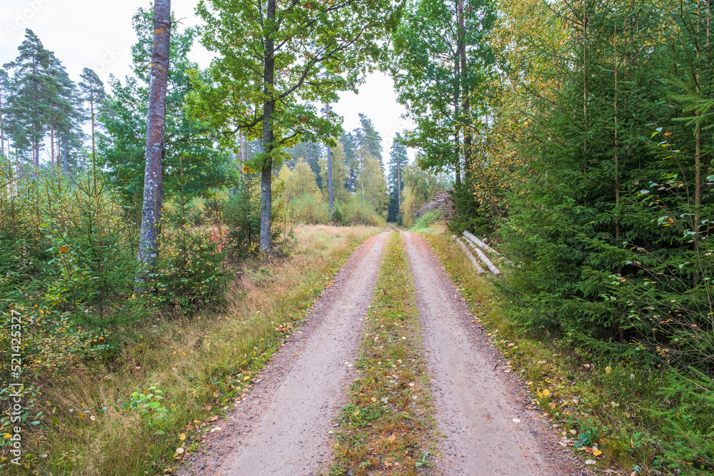 Fototapeta premium Forest road in autumn colors