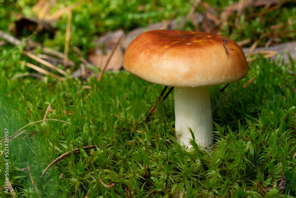 Russula xerampelina, also known as the crab brittlegill or the shrimp mushroom in forest Russula xerampelina, also known as the crab brittlegill or the shrimp mushroom in forest