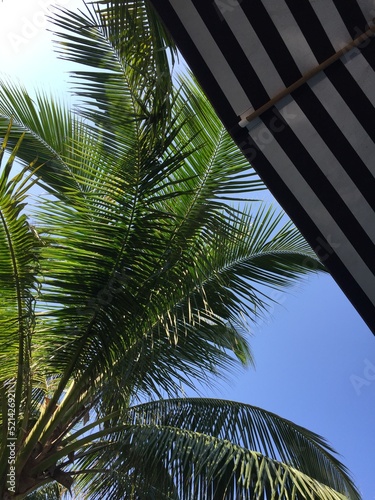 palm trees against sky © Sahn