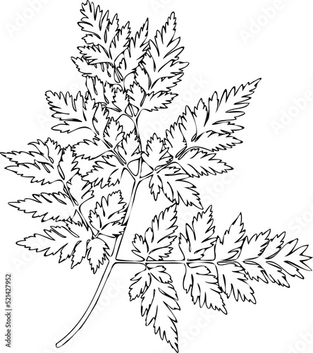 Vector isolated fern leaf. Black and white contour line drawing. Forest plant