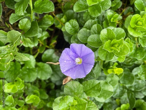 Dewy Flora