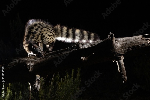 Closeup of a Common genet perched on a tree branch at night photo