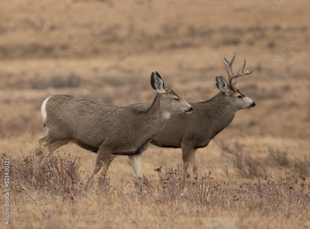Mule deer buck and doe in the rut Mule deer buck and doe in the rut