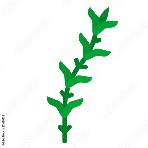 rosemary