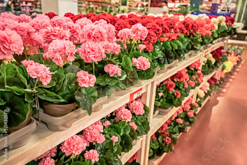 Plants and flowers in pots for sale at florist market or shop