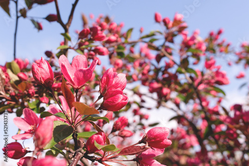 Flowering decorative pink apple tree. Beautiful bloom garden. Selective focus.