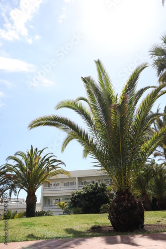Palm leaves Tree Grand canaria poster print vaccation flyer  travel exotic sun, tropical