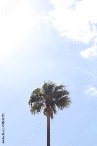 Palm leaves Tree Grand canaria poster print vaccation flyer  travel exotic sun, tropical