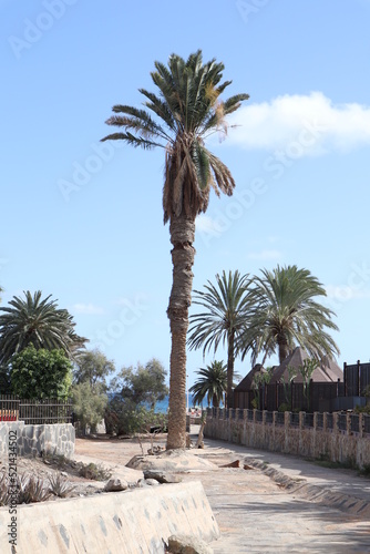 Palm leaves Tree Grand canaria poster print vaccation flyer  travel exotic sun, tropical